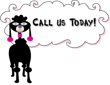 Call today - Poodle Image